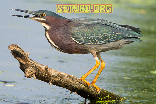 Green Heron Burung Pemancing Pintar yang Penuh Gaya